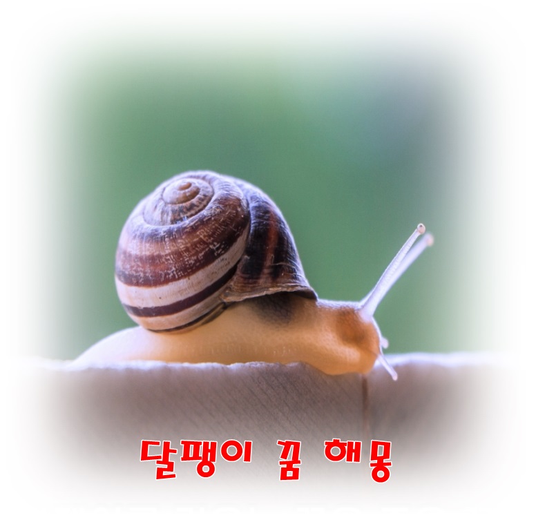  [무료꿈해몽]달팽이 꿈; 달팽이가득한꿈,복권 및 주식투자!달팽이죽이는꿈,달팽이먹는꿈,달팽이보는꿈,달팽이기어가는꿈,부부싸움,구설수 등.