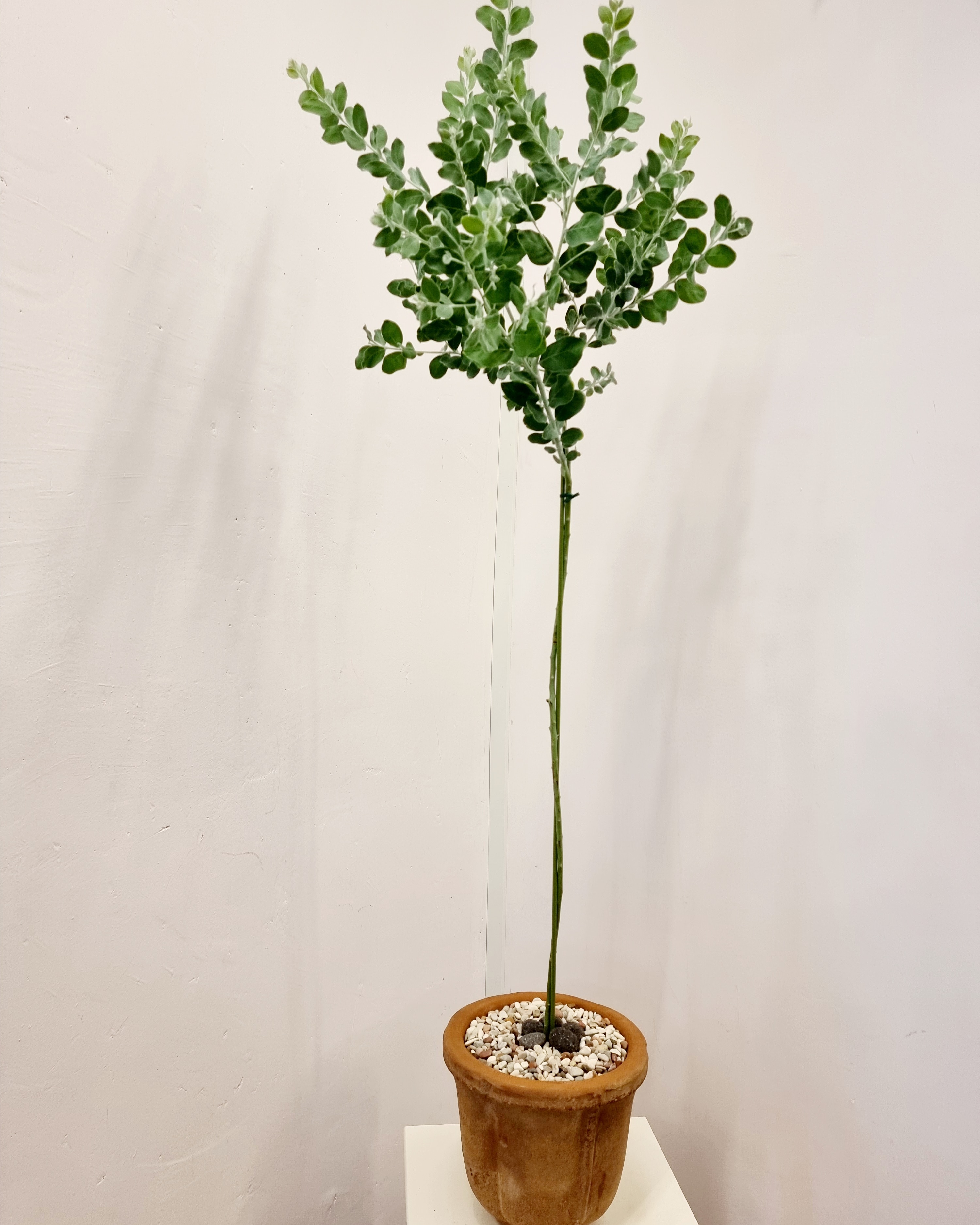 Acacia_padalyriifolia&#44; 둥근잎 아카시아