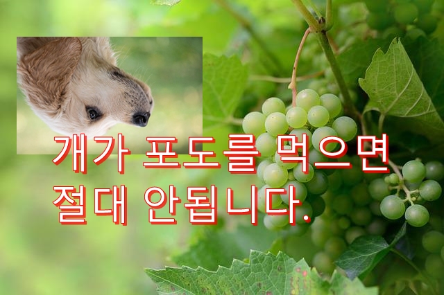  개는 포도를 먹을 경우  중독될 매우 위험한 과일