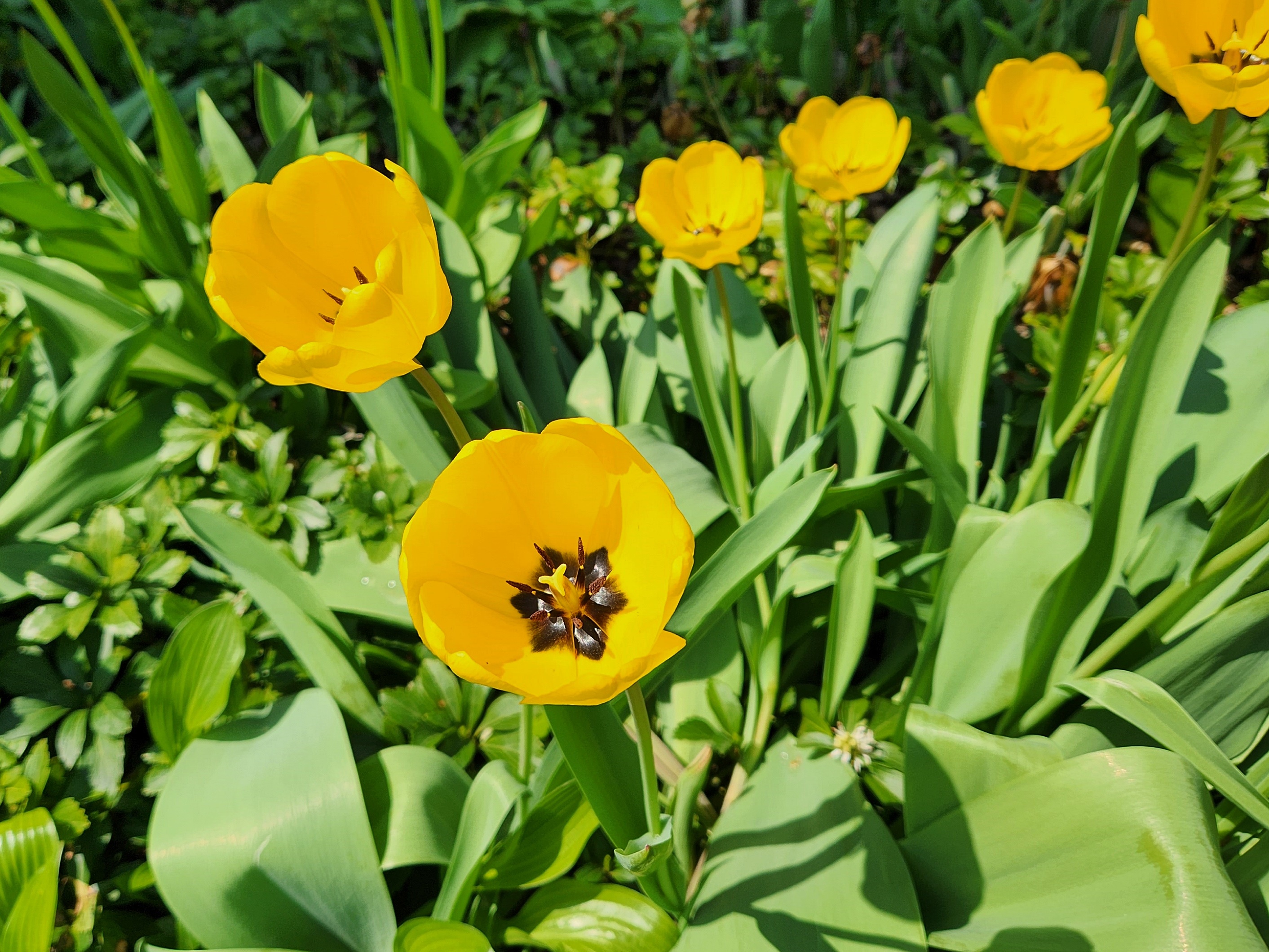 튤립 (Tulip)