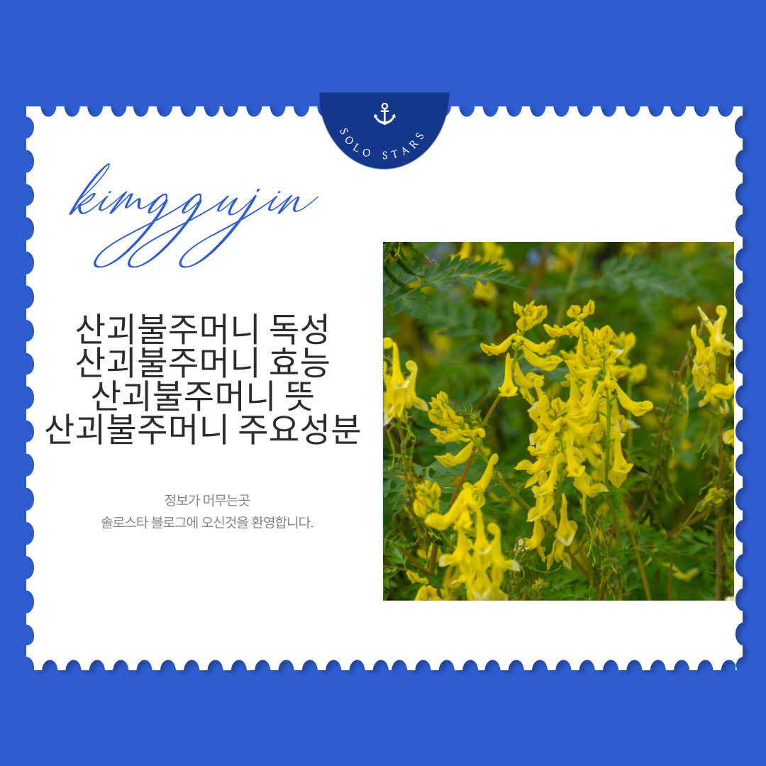 산괴불주머니 사진