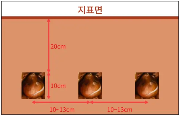 노지에-튤립-심는-깊이와-간격을-설명한-그림