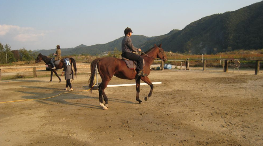  양평여행 // 경기도 양평에서 말을 타보실 수 있는 색다른 경험 !! 양평승마랜드 승마체험코스