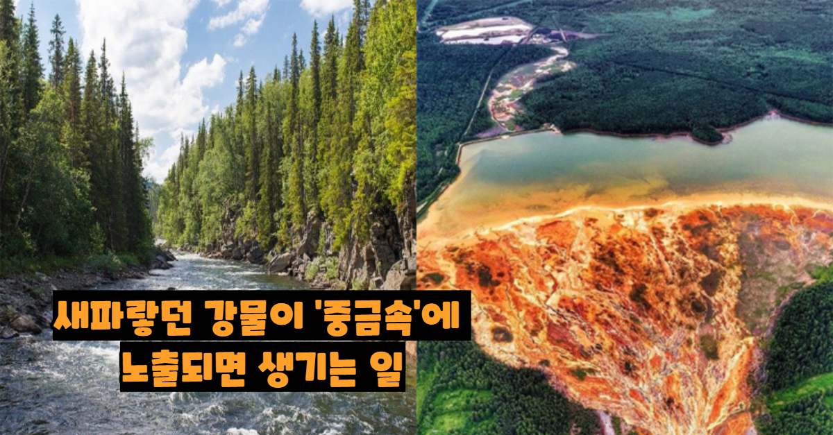  새파랗던 강물이 '중금속'에 노출되면 생기는 일