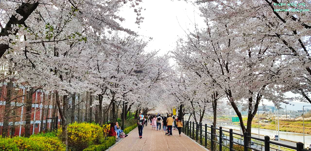 중랑천벚꽃길