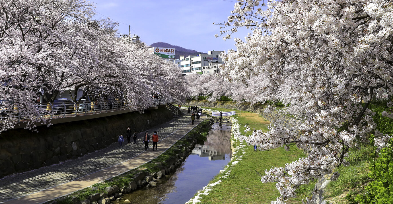 2023년-벚꽃축제-울산궁거랑벚꽃한마당
