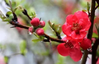 봄 주일예배 ppt 배경화면 꽃 이미지_14