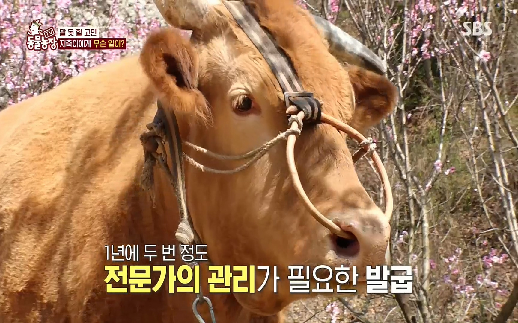 TV 동물농장.E1074.220619p.H264-F1RST.mp4_20220619_181711.039.jpg
