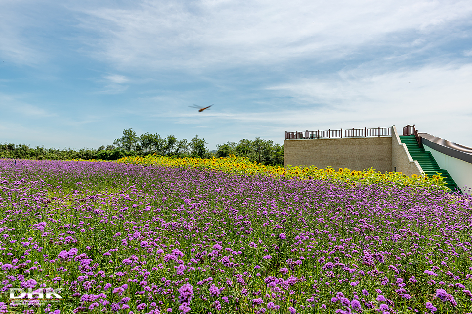 국내 1박2일 여름 여행 추천1박2일 서해 섬여행 신안 가볼만한곳 자은도 1004뮤지엄파크 세계조개박물관, 해바라기 7