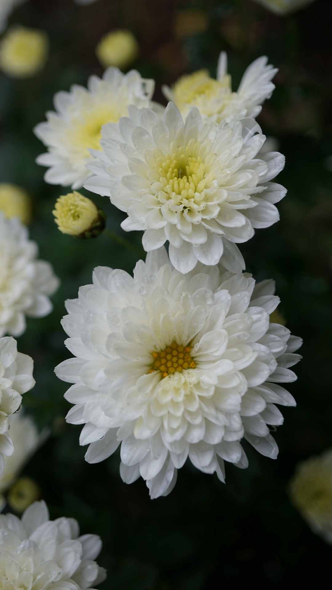 Chrysanthemum Flower iPhone Wallpaper