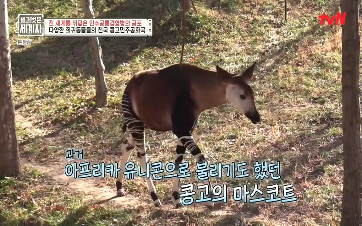 벌거벗은 세계사.E59.220810p-NEXT.mp4_20220810_212409.795.jpg