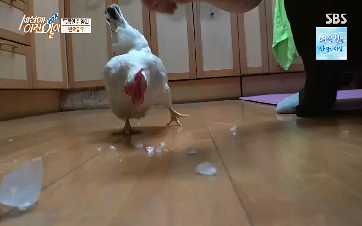 순간포착 세상에 이런일이.E1200.221005p-NEXT.mp4_20221005_201428.628.jpg