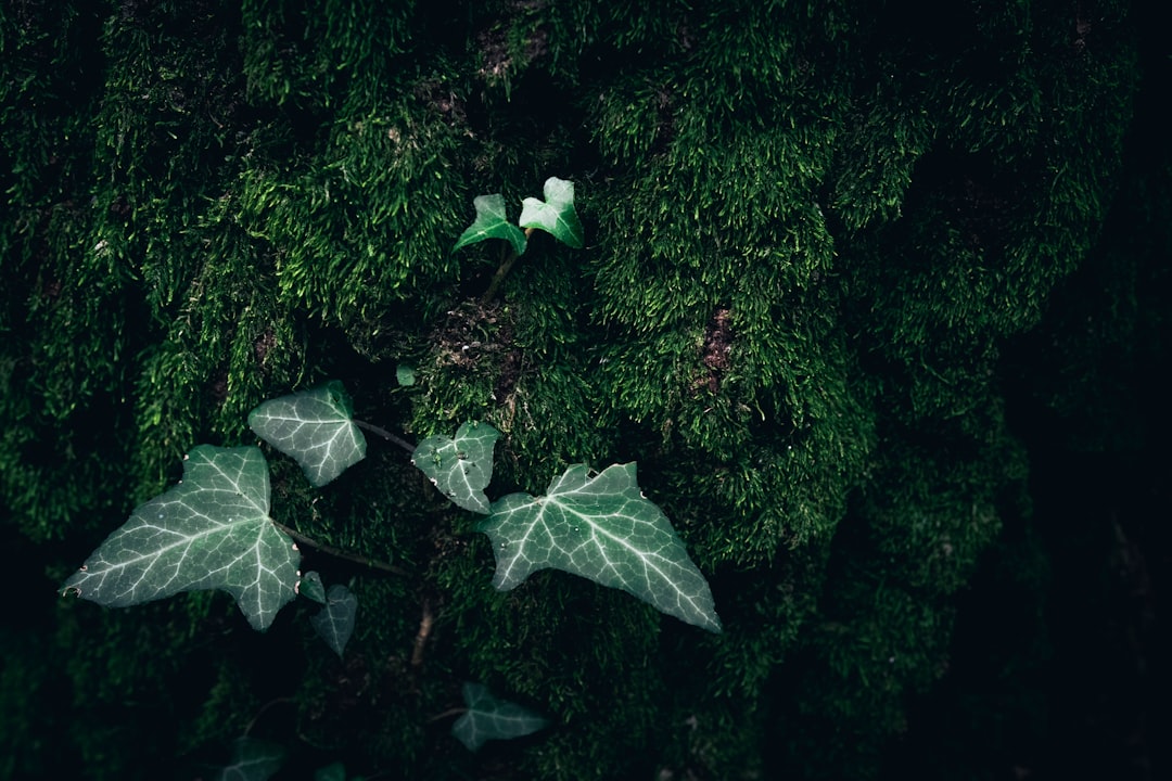 Hedera