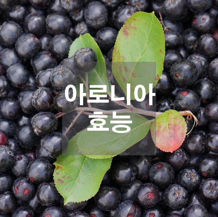  아로니아 효능