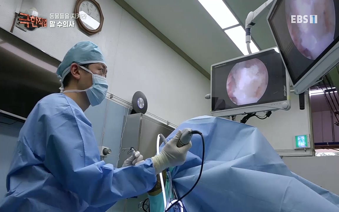 TV - 교육의 중심 EBS동물들을 지켜라, 수의사와 유기 동물 구조팀.mp4_20220913_200143.326.jpg