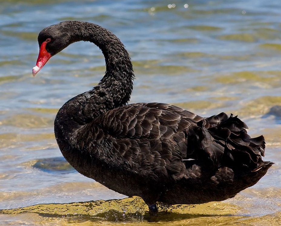 검은 백조&#44; 흑고니&#44; 블랙스완&#44; Black Swan&#44; 이미지 출처: Wikipedia