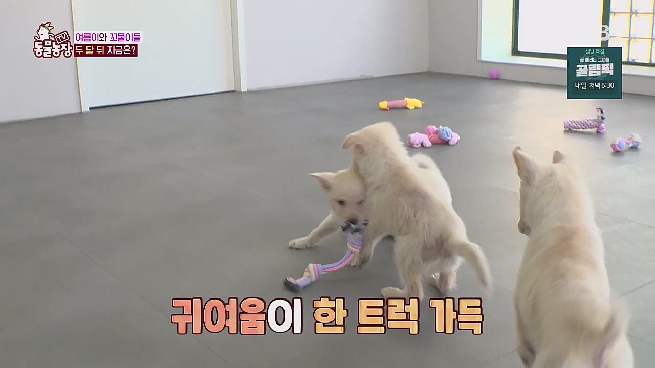 TV 동물농장.E1104.230123p.WANNA.mp4_20230123_195421.381.jpg