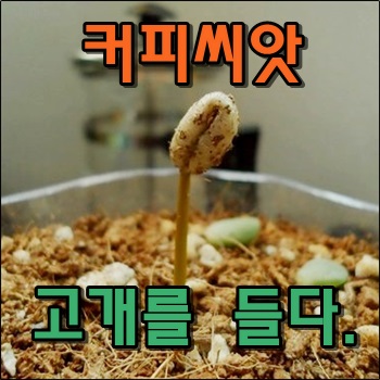 커피씨앗 발아 그리고 고개들다