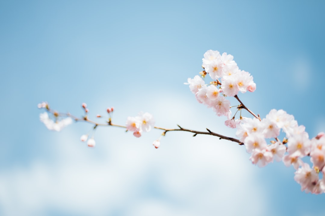 Cherry blossom