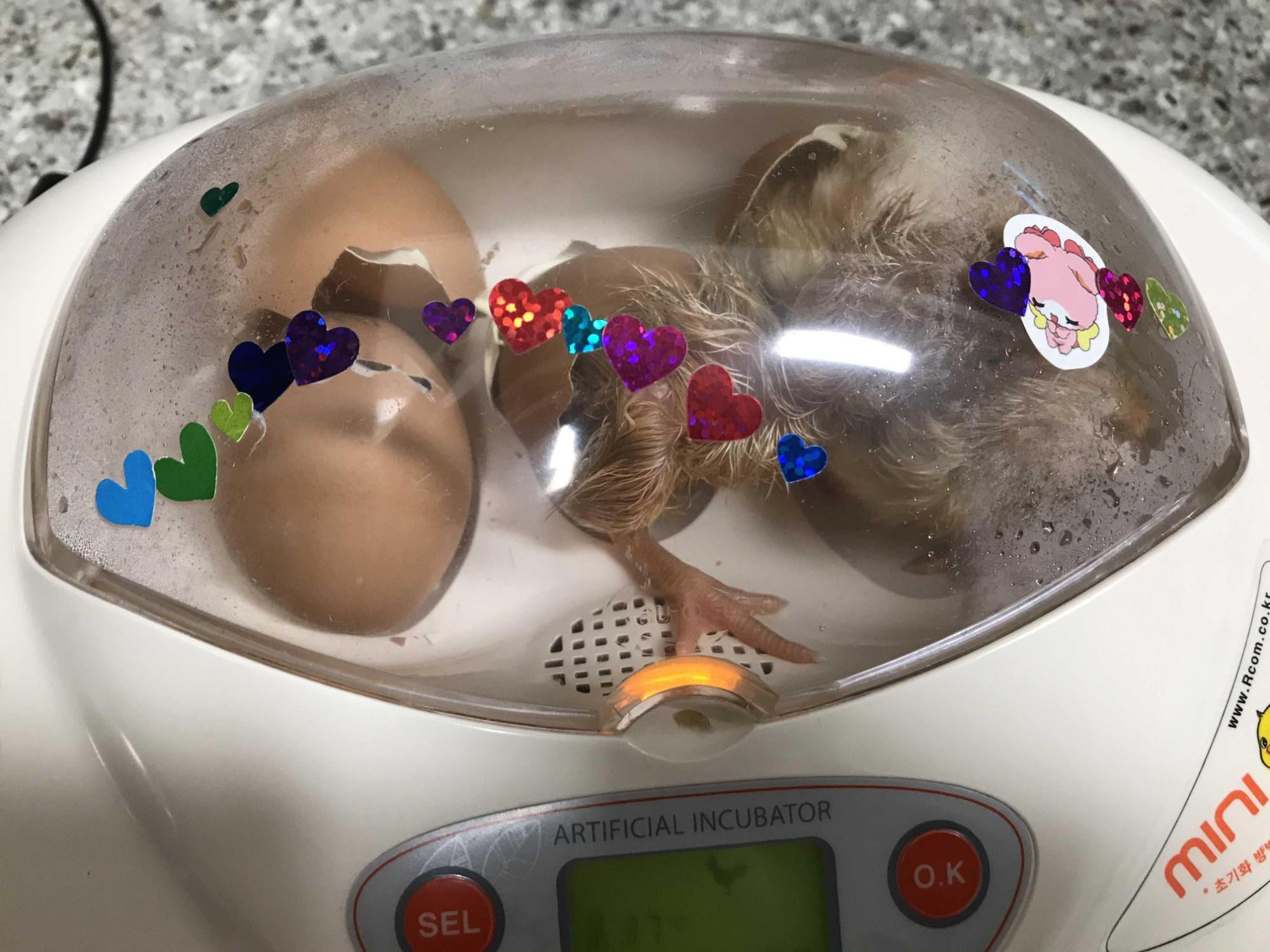  마트 계란 유정란에서 병아리가 태어났다.