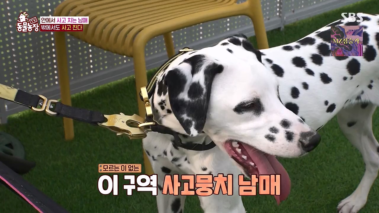 TV 동물농장.E1175.240610p-NEXT.mp4_20240609_160230.291.jpg