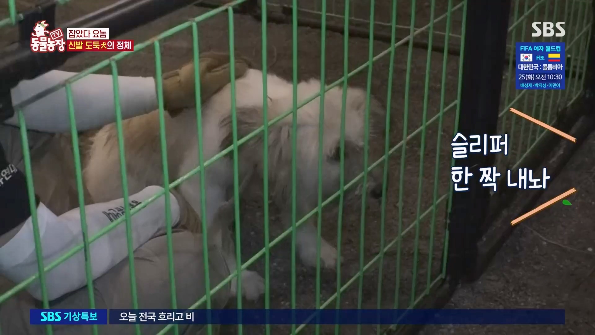 TV 동물농장.E1130.230723p.H264-F1RST.mp4_20230723_171222.446.jpg