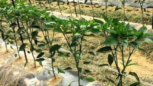 고추재배법-고추모종-심는시기-홍고추-수확시기
