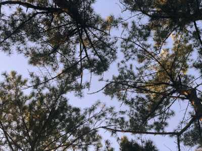 하늘로 뻗어있는 소나무 사진