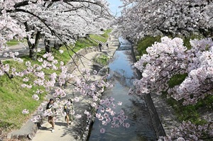 부산_벚꽃_명소