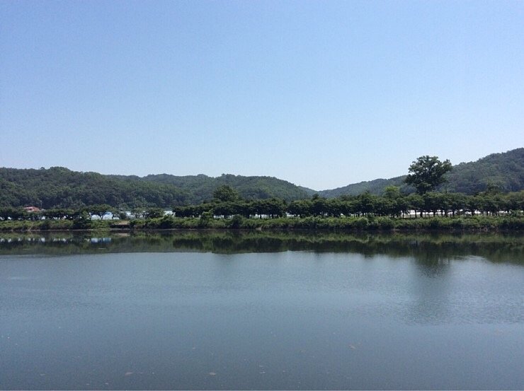  안동 백운정 및 개호송 숲 일원&먹거리