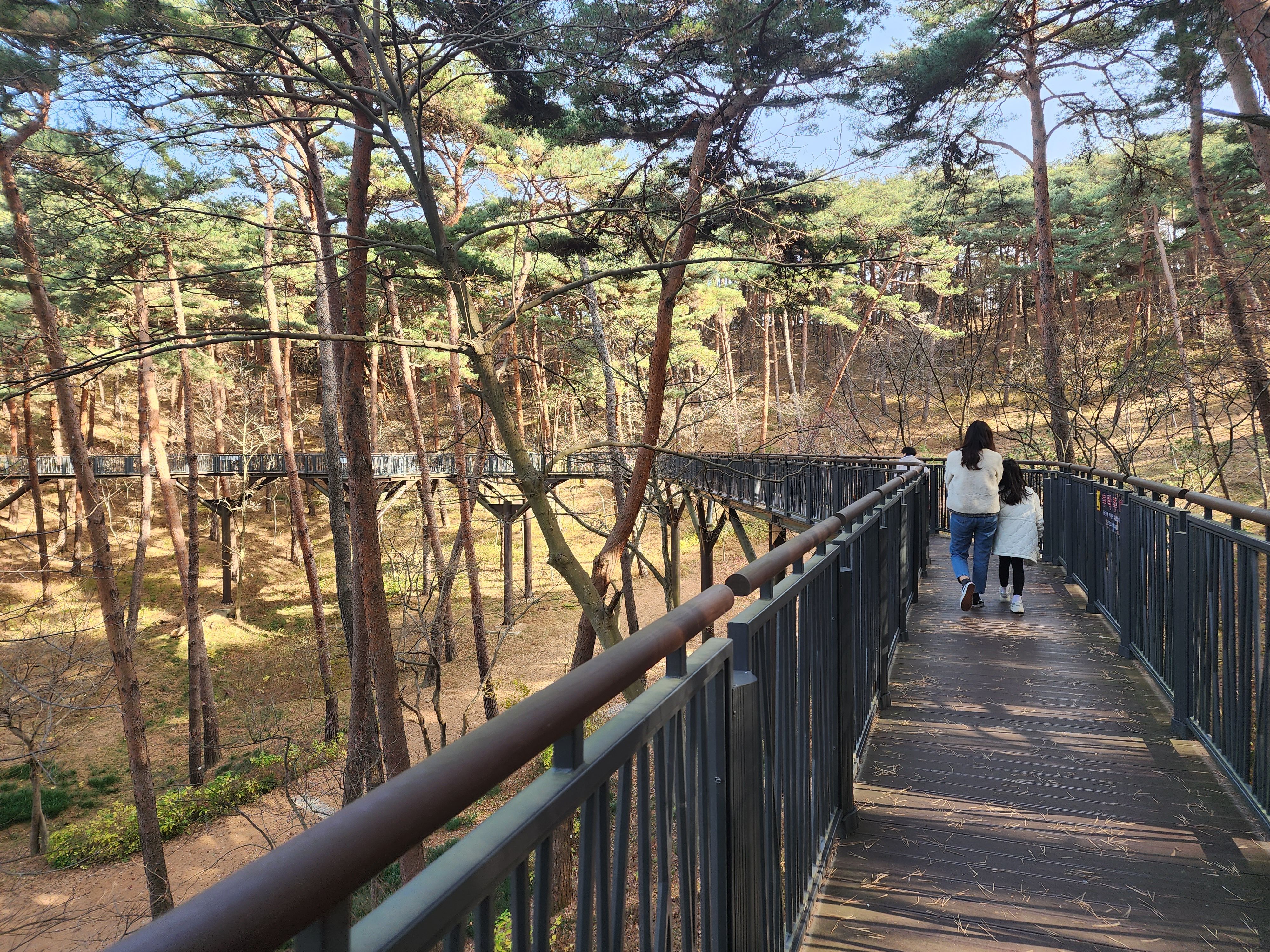 안면도-자연휴양림-스카이워크