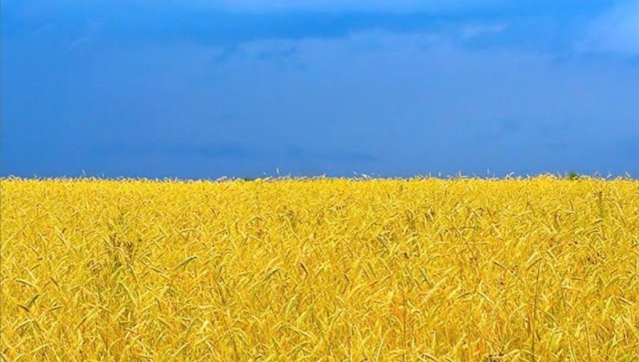 우크라이나 밀밭