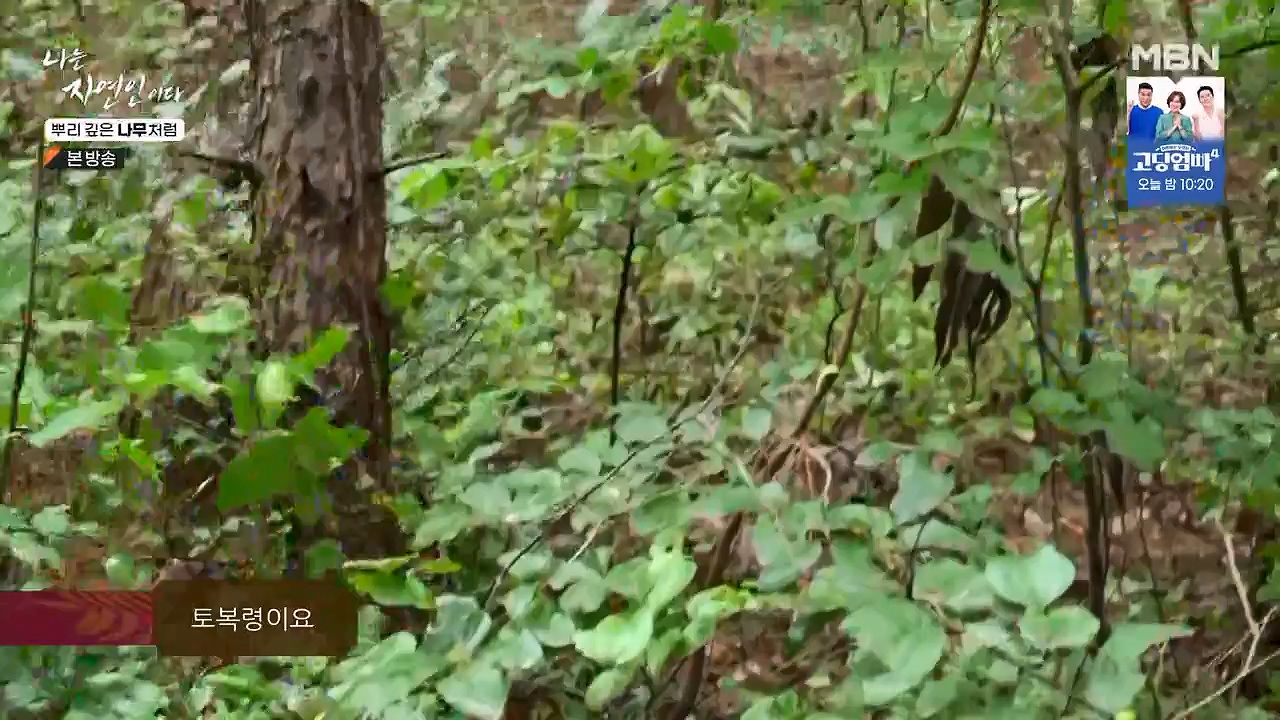 나는 자연인이다.E571.230914p-NEXT.mp4_20230914_202147.508.jpg