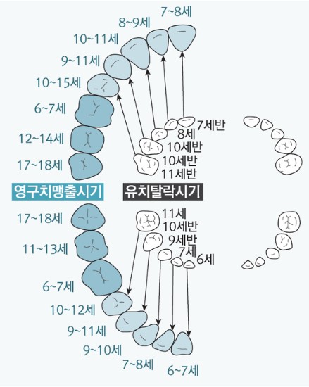 유치빠지는순서 영구치나는순서