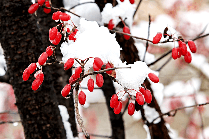 산수유열매-겨울