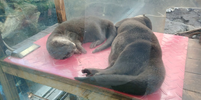 토바-수족관에서-가만히-잠을-자고-있는-동물들을-찍은-사진