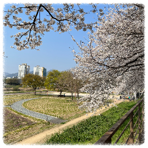 태화강