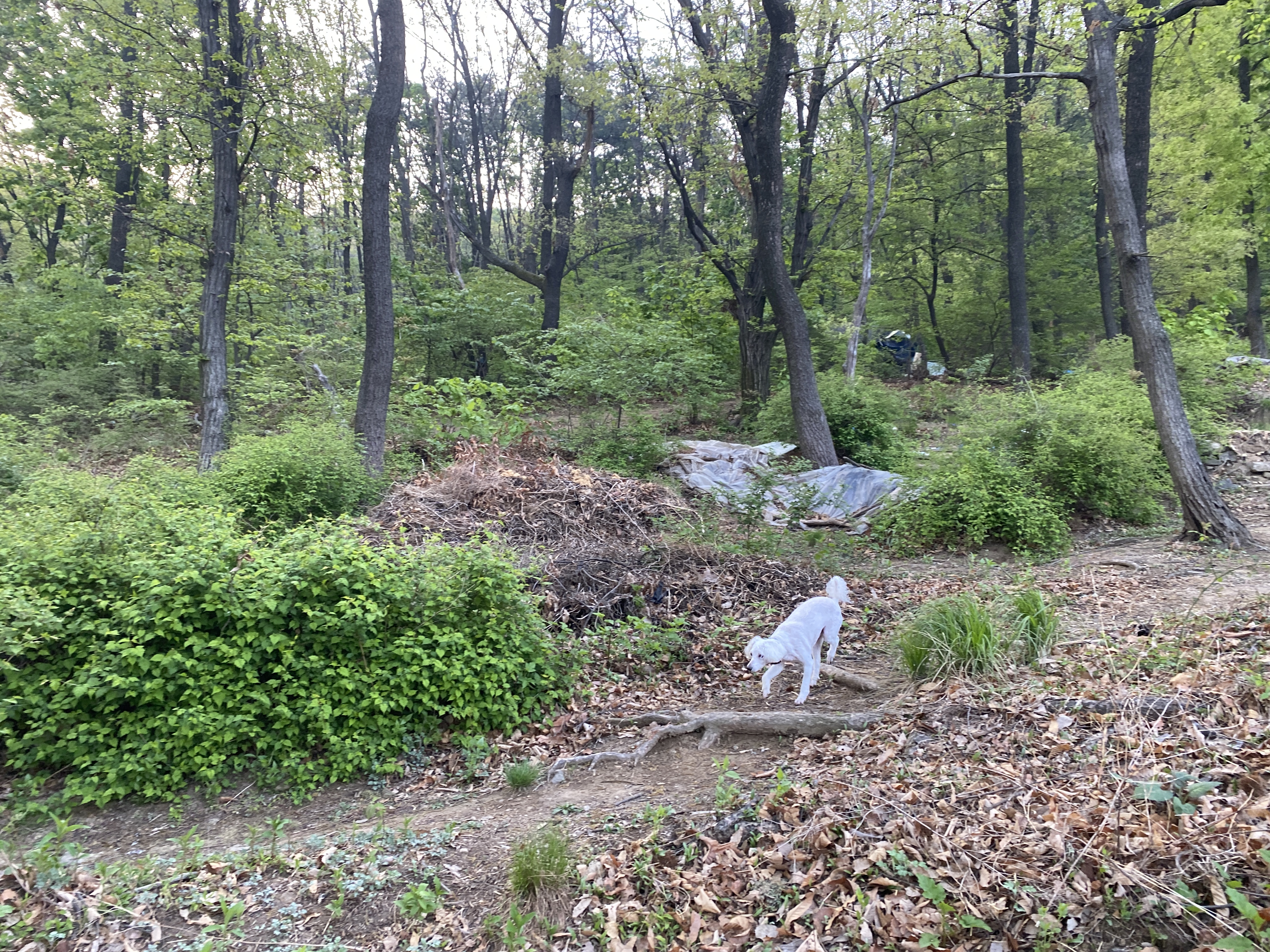  2020.04.29 아침산책