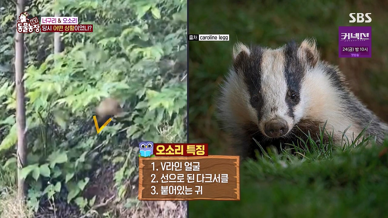 TV 동물농장.E1172.240520p-NEXT.mp4_20240519_163604.495.jpg