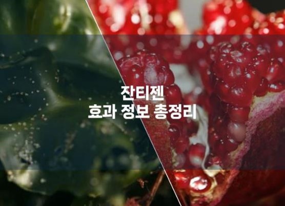 잔티젠 효능 정보 총정리