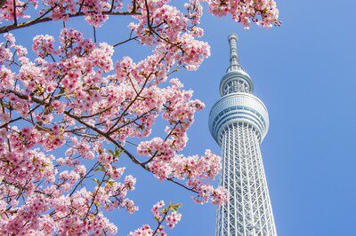도쿄 벚꽃4