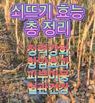 쇠뜨기-풀-효능-효과