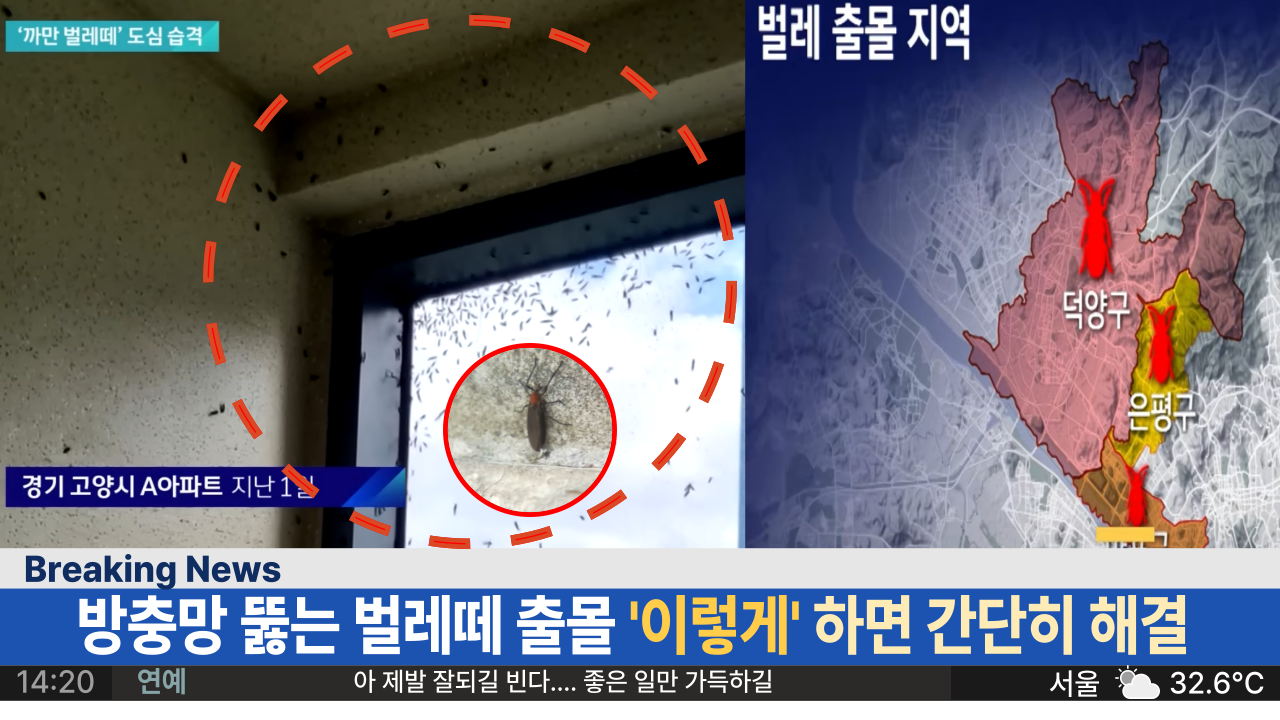  '으 징그러' 한번에 알 300개씩, 우리집 방충망도 뚫는 사랑벌레 간단 퇴치법은? (+ 인체 유해?)