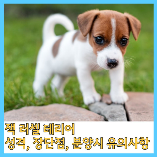  잭 러셀 테리어 성격, 장단점, 분양시 유의사항