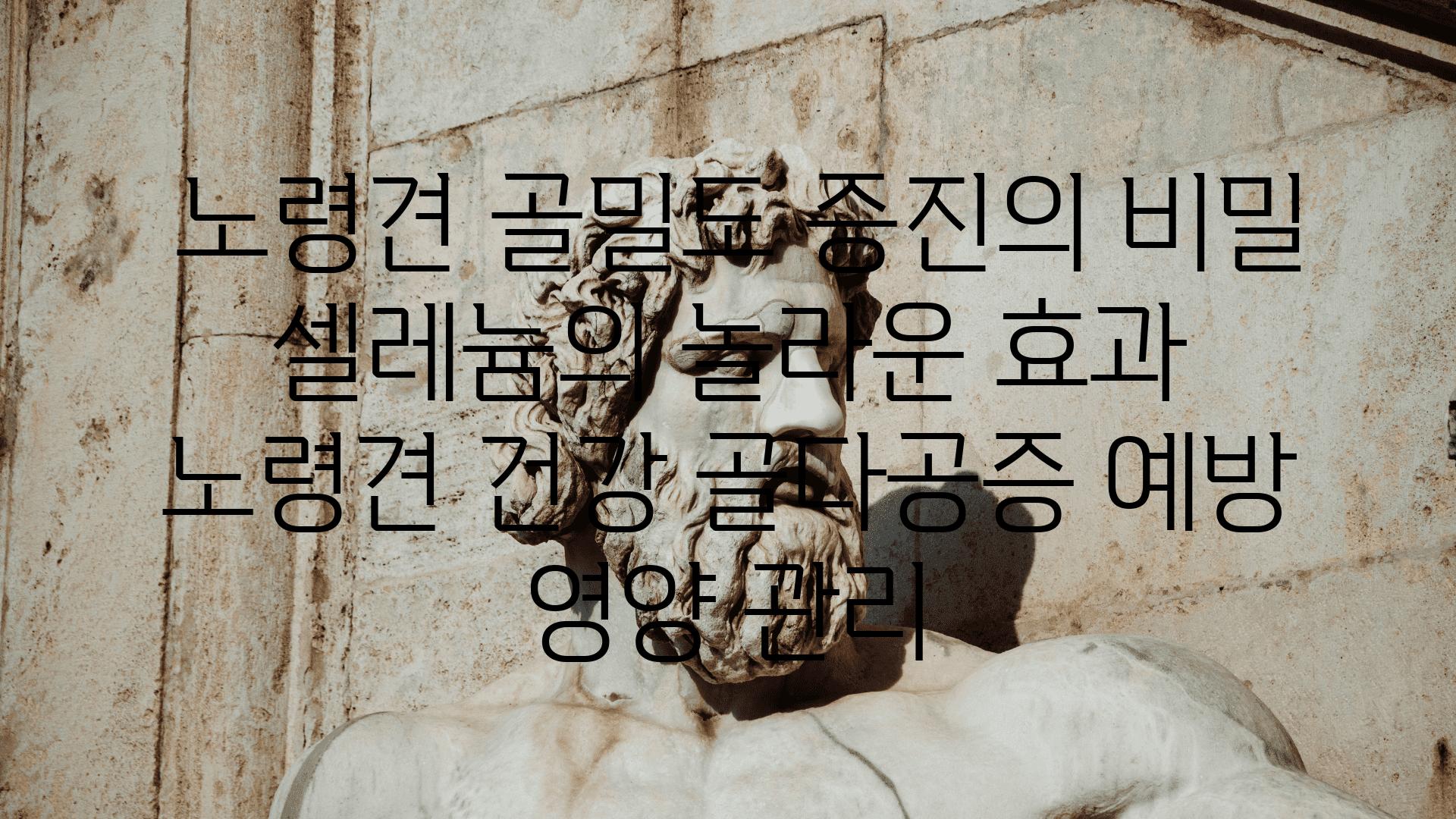  노령견 골밀도 증진의 비밀  셀레늄의 놀라운 효과  노령견 건강 골다공증 예방 영양 관리