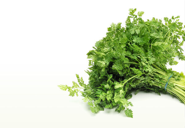  차빌 (CHERVIL) 효능 부작용 섭취법은?