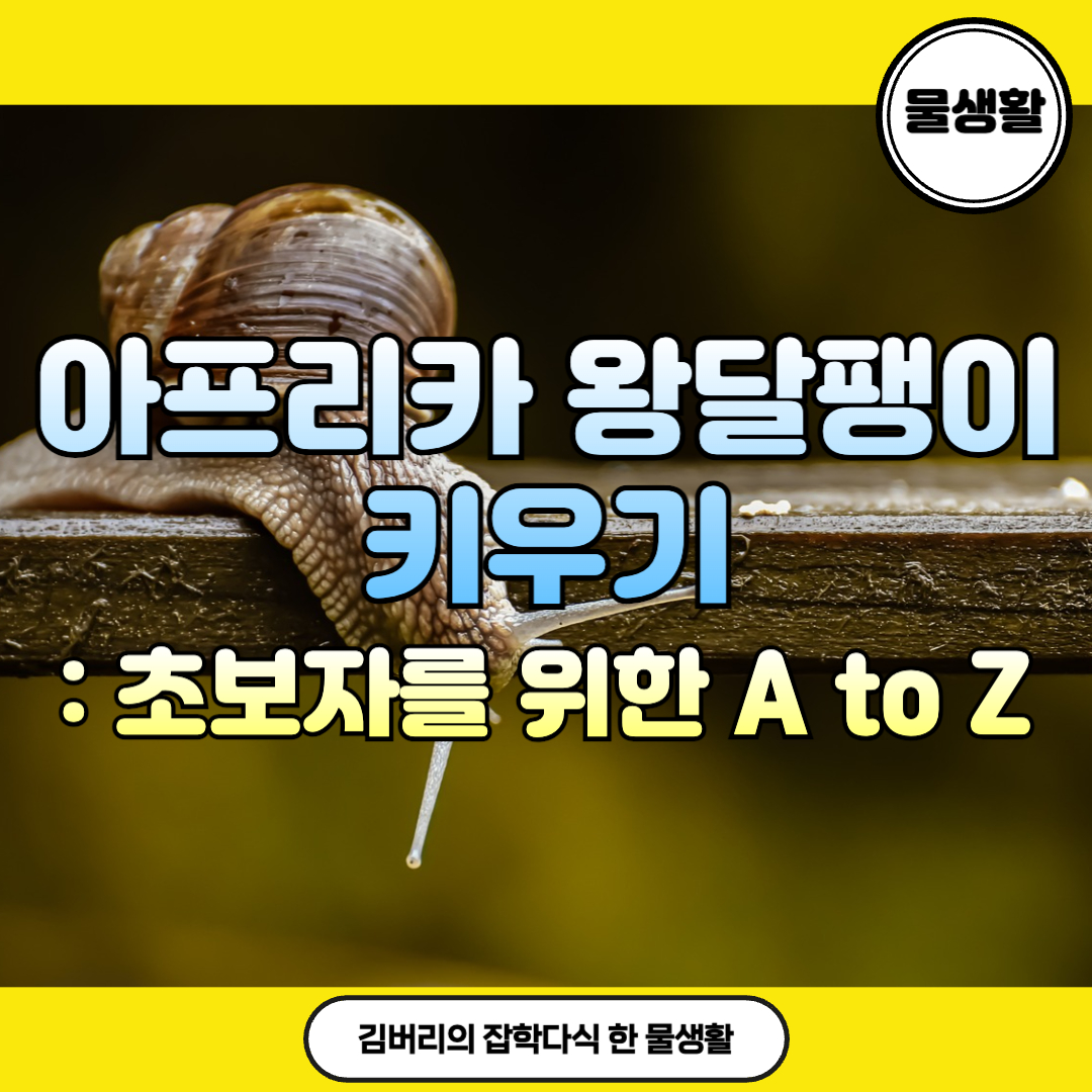 아프리카 왕달팽이 키우기