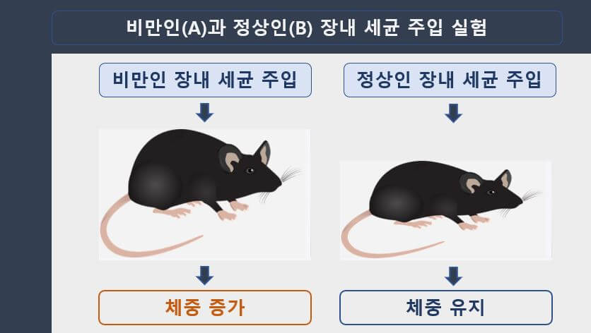 비만인과 정상인의 장내세균을 쥐에게 주입하는 실험 결과