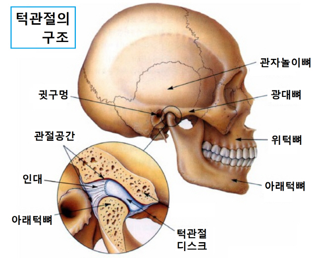 턱관절-구조