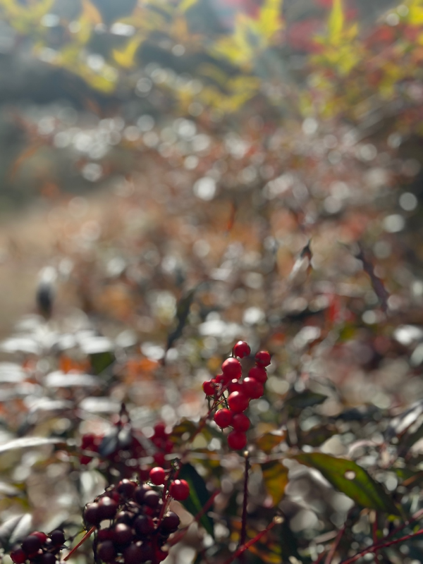 울산 수목원